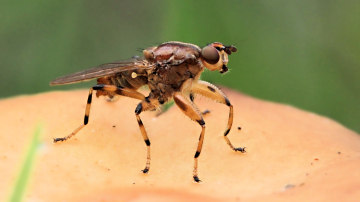 Wallpaper thumb: Helosciomyzidae sp Fly